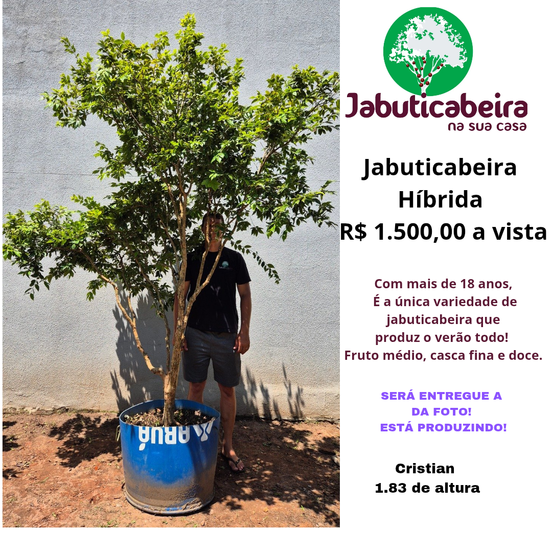 Jabuticabeira Hibrida