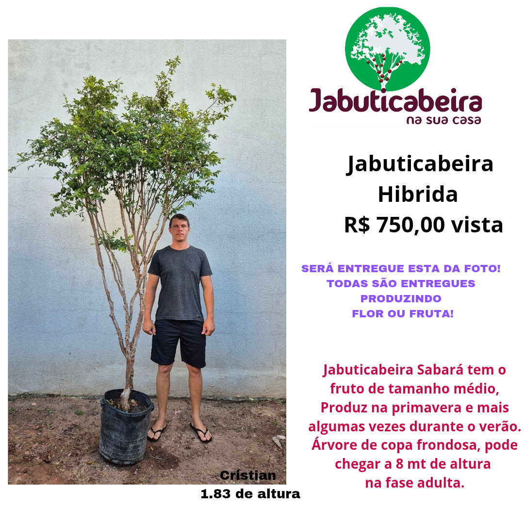 Jabuticabeira Sabará