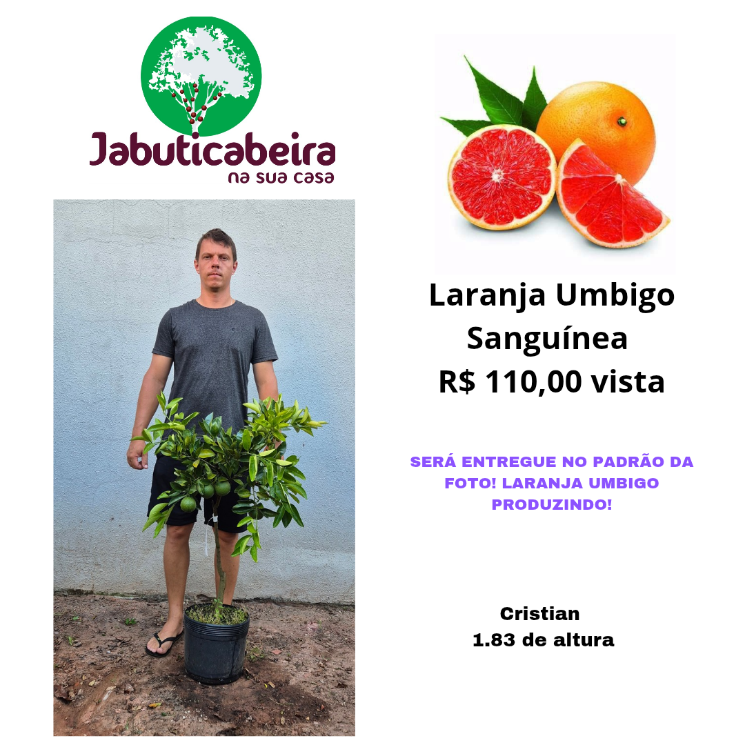 Laranja Umbigo Sanguínea 
