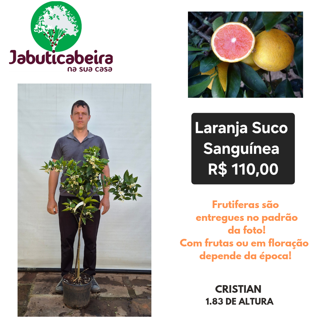 Laranja Suco Sanguínea 