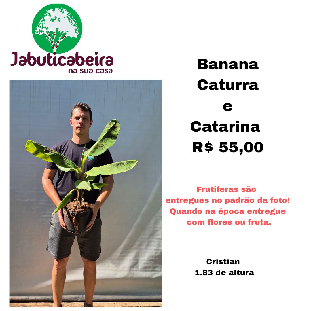 Banana Caturra e Catarina 