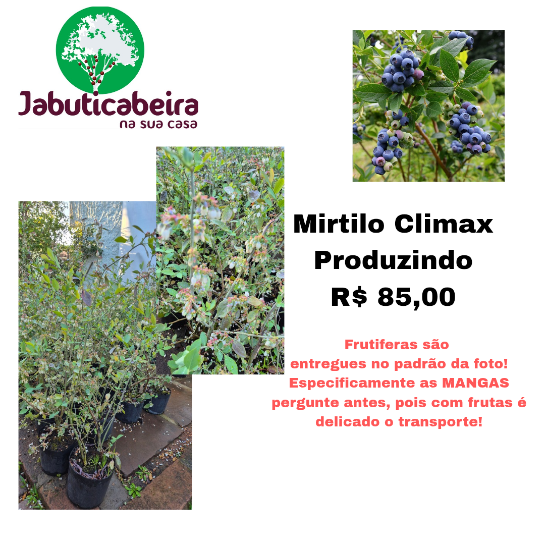 Mirtilo Climax