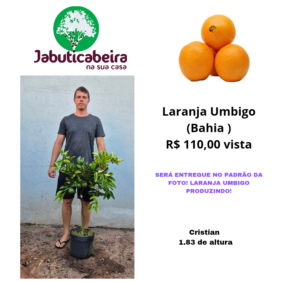 Laranja de Umbigo