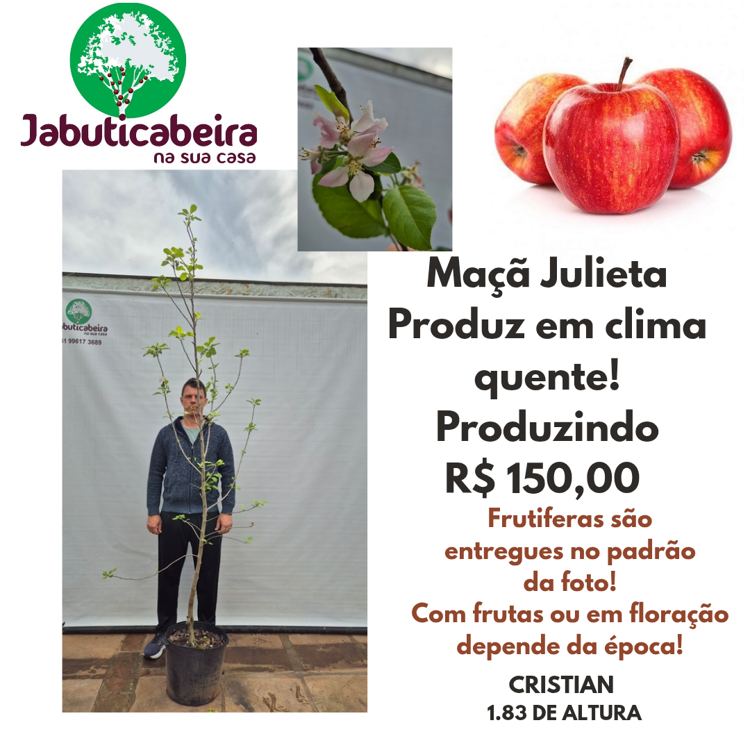 Maça Julieta