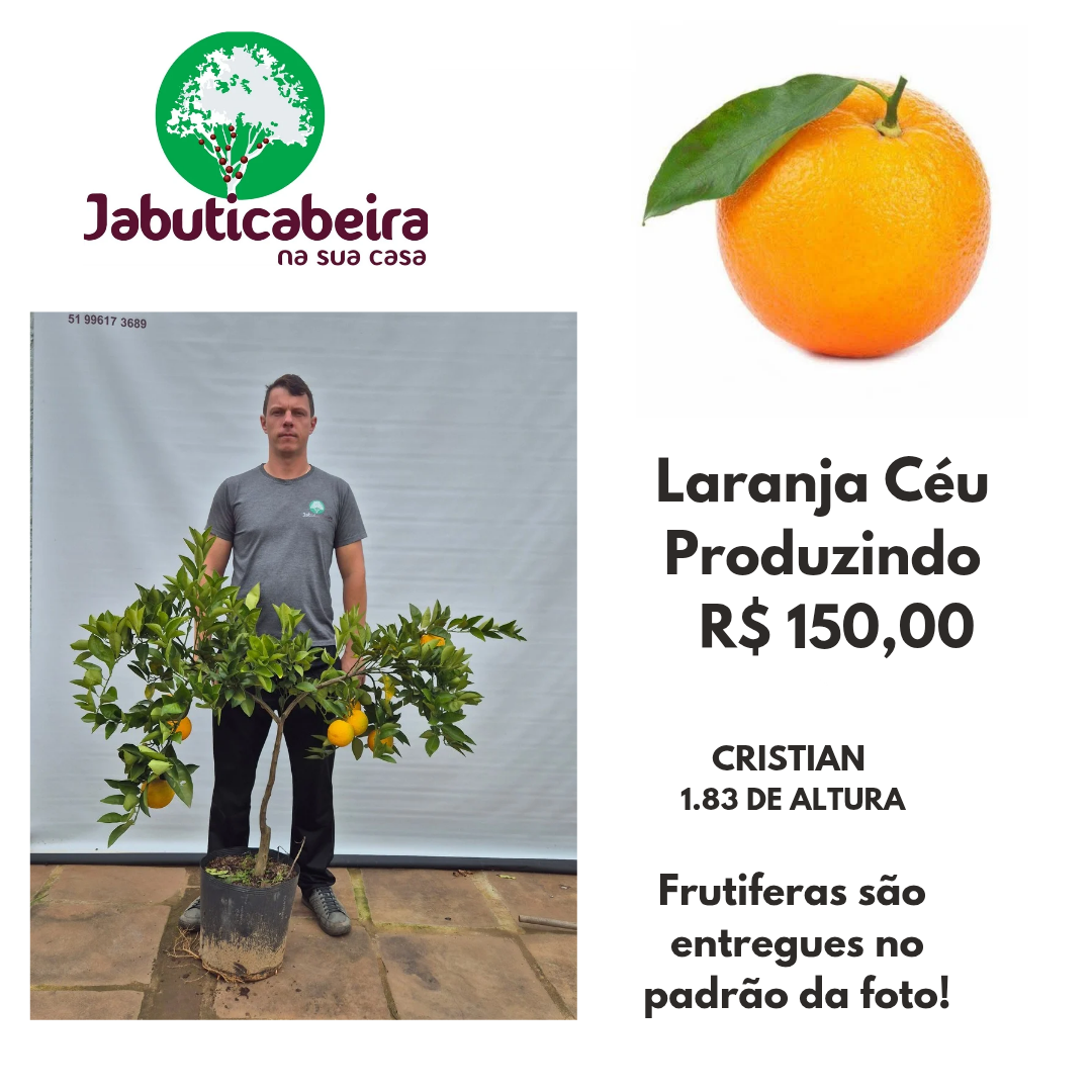 Laranja do Céu